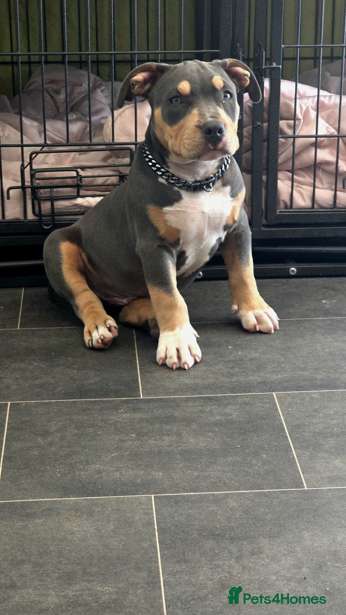 American Bully dogs 🏆🩸ABKC American pocket bully 🔥 - Advert 8