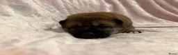 Japanese Shiba Inu dogs for sale: Japanese Shiba Inu Puppies  in Chester - Advert 9