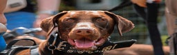Dobermann dogs for stud: Proven chocolate and tan male for stud in Coventry - Advert 3