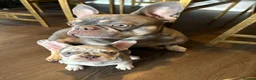 French Bulldog dogs for sale: Ready to go - Lilac Merle Frenchie 💗 - Advert 3