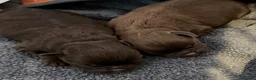 Griffon Bruxellois dogs for sale: Three chocolate boys  - Advert 11