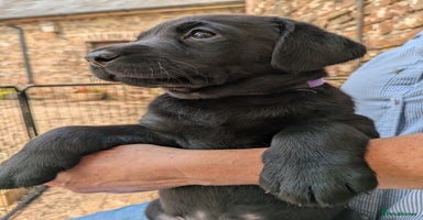 Labrador Retriever dogs - Advert 3