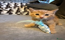Mixed Breed cats for sale: Maincoon cross kittens - Image 4