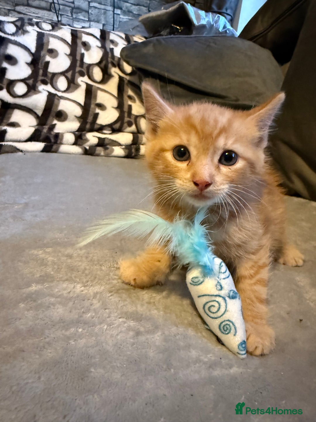 Mixed Breed cats for sale: Maincoon cross kittens - Image 4