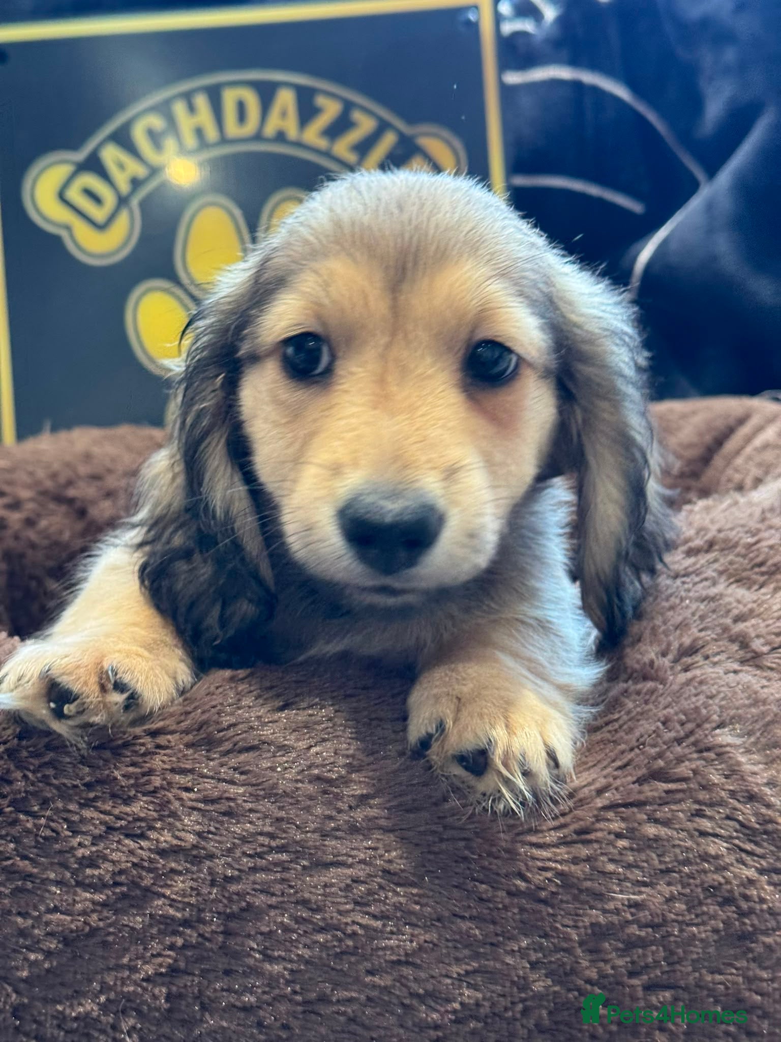 Miniature Dachshund dogs Long haired Miniature Dachshund Puppy - Advert 1