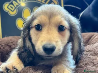 Miniature Dachshund dogs Long haired Miniature Dachshund Puppy - Advert 1