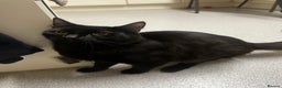Domestic Shorthair cats for sale: Black cat - Advert 2