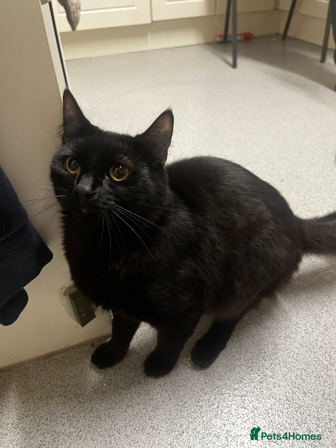 Domestic Shorthair cats for sale: Black cat - Advert 2