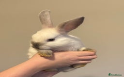 Mixed Breed rabbits for sale: Dwarf Lionhead X Polish Rabbit Kits (Indoor Mixed) - Image 4