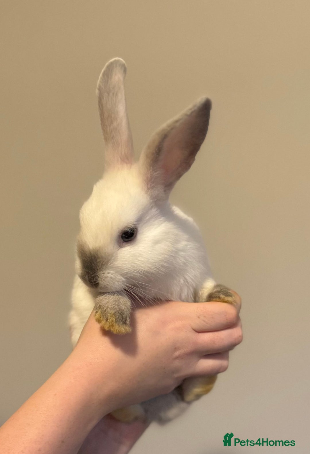 Mixed Breed rabbits for sale: Dwarf Lionhead X Polish Rabbit Kits (Indoor Mixed) - Image 4