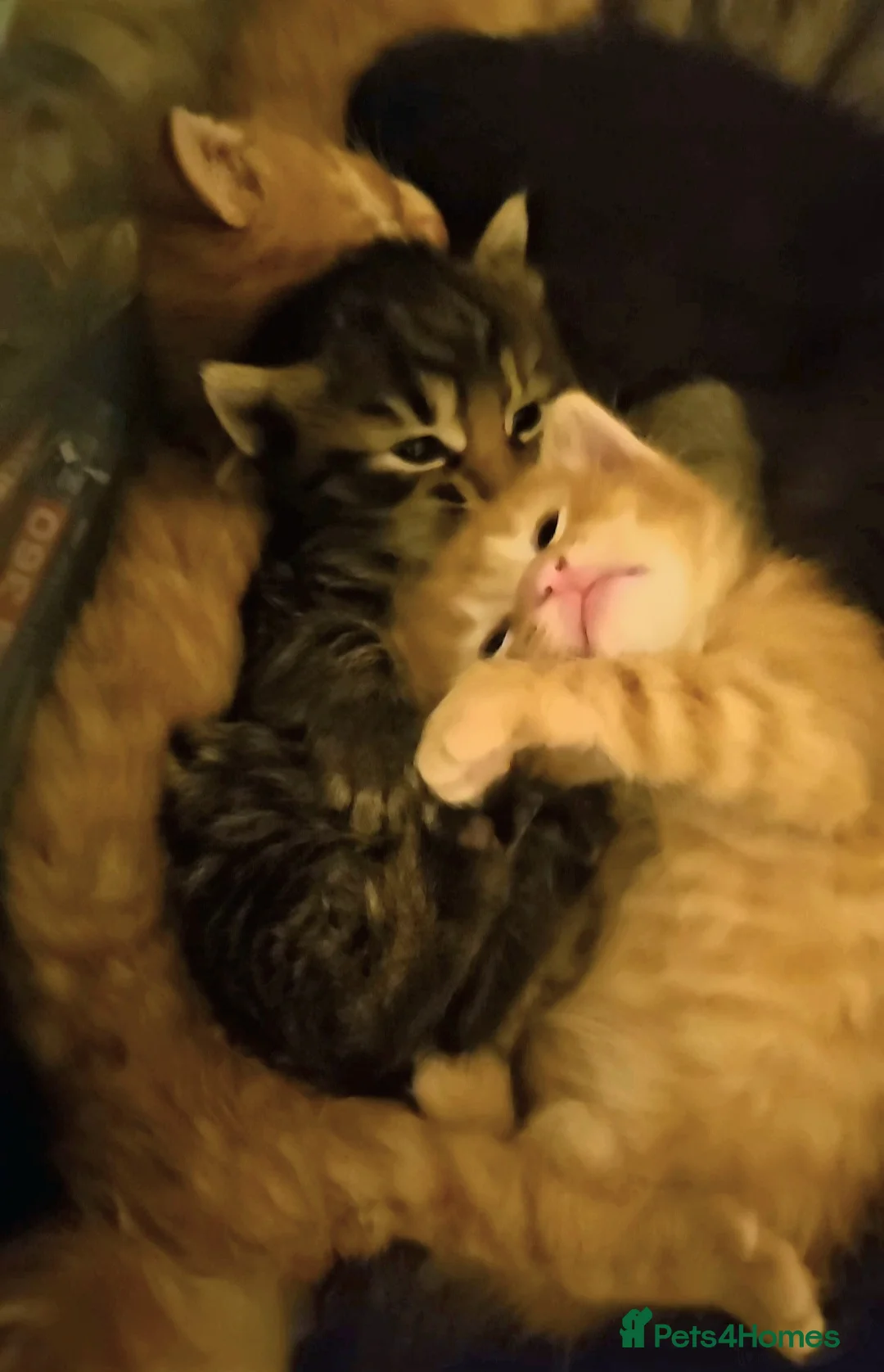 Mixed Breed cats for sale: Elven Bengal Mixes - Advert 22