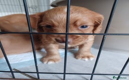 Cocker Spaniel dogs for sale: Kc reg cocker spaniels ready 17th Aug - Image 29