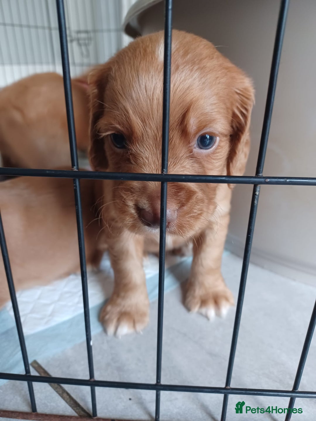 Cocker Spaniel dogs for sale: Kc reg cocker spaniels ready 17th Aug - Image 29