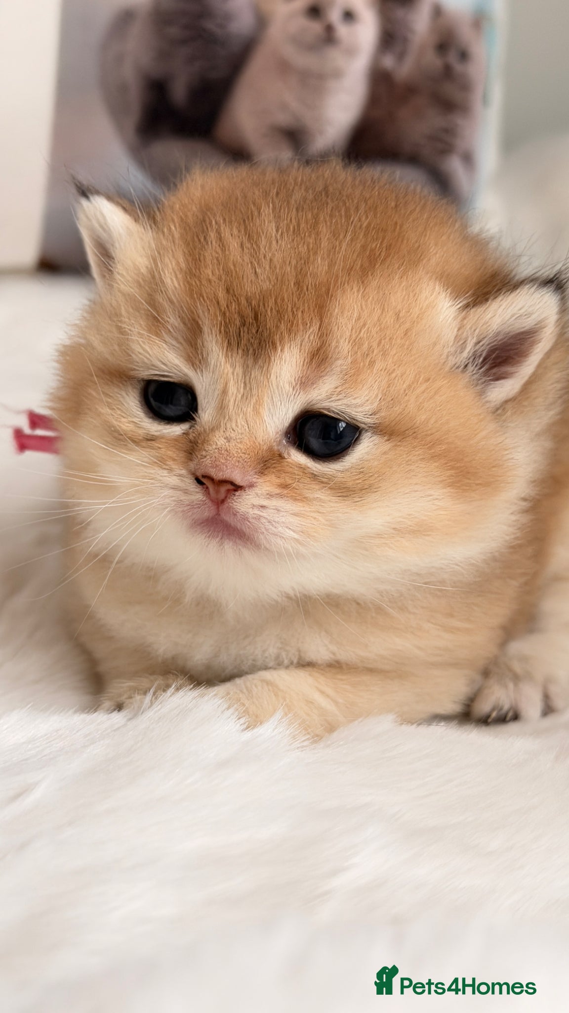 British Shorthair cats BSH Golden kittens from Champions Line 🏆 - Advert 1