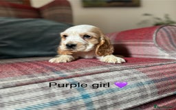 Cocker Spaniel dogs for sale: Health tested, show type, cocker spaniel puppies! - Image 6