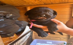 Mixed Breed dogs for sale: Rottie cross lab  - Image 10