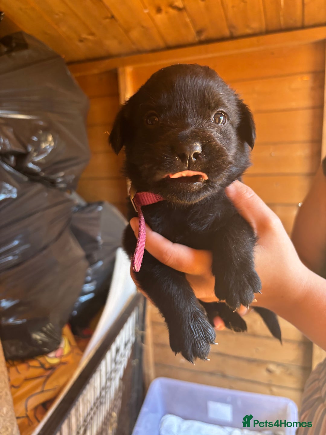 Mixed Breed dogs for sale: Rottie cross lab  - Image 10