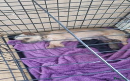 Yorkshire Terrier dogs for sale: Yorkshire terrier  - Image 1