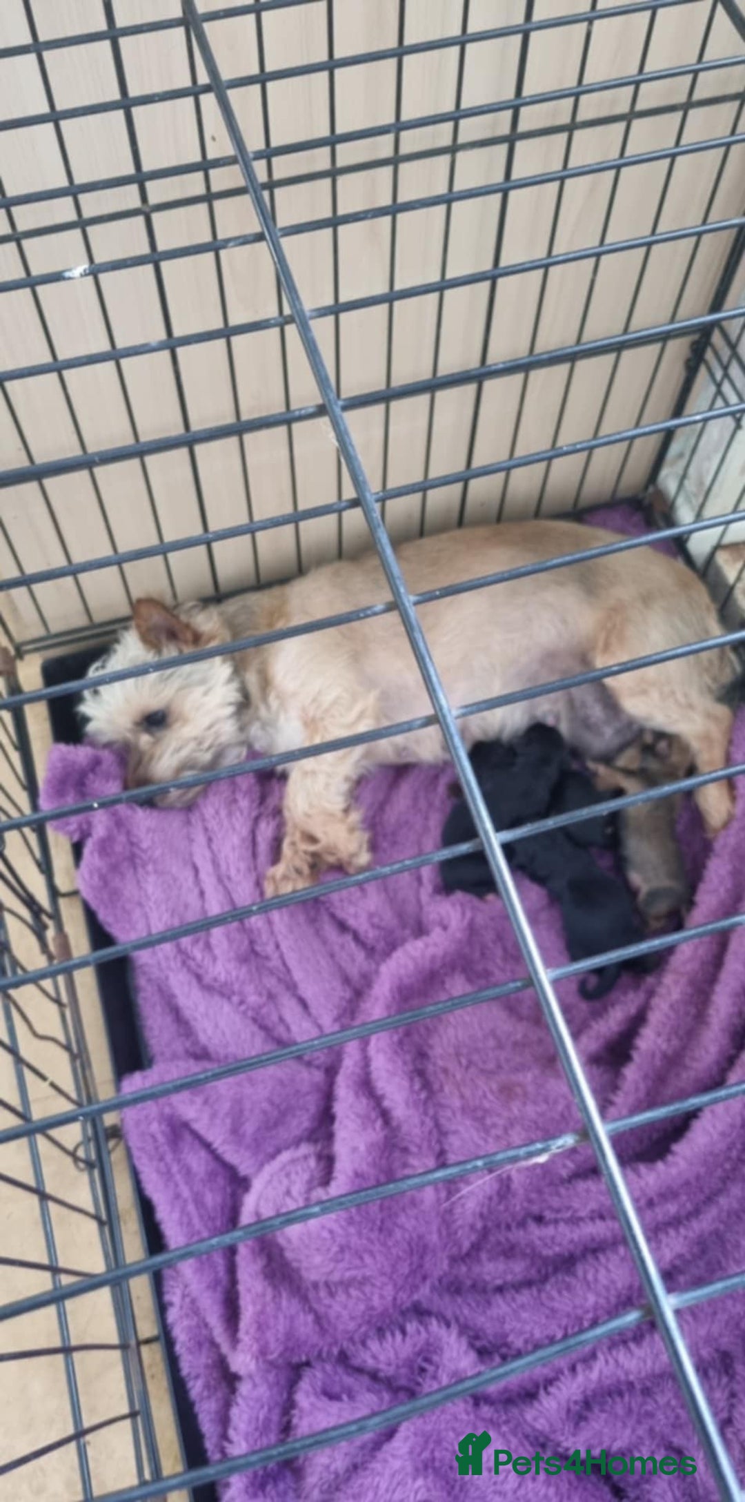Yorkshire Terrier dogs for sale: Yorkshire terrier  - Image 1