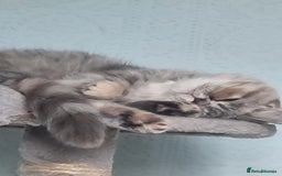 Persian cats for sale: Exotic Persian kitten lap cat very loving  - Image 4