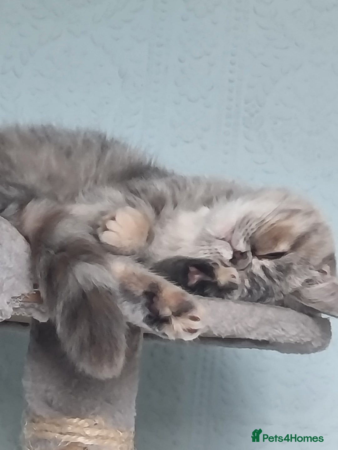 Persian cats for sale: Exotic Persian kitten lap cat very loving  - Image 4