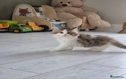 Persian cats for sale: 5 long haired kittens for sale - Image 10