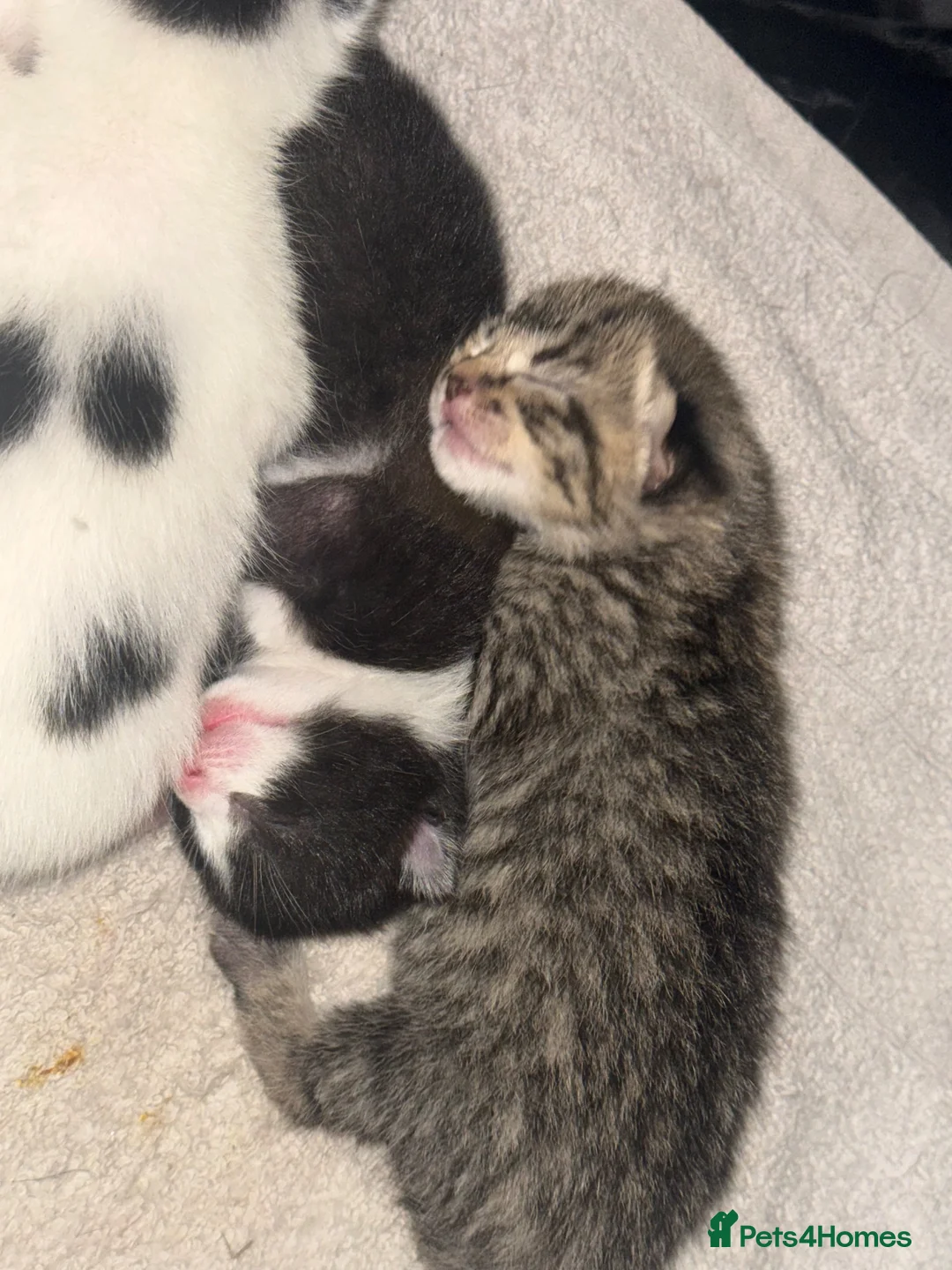 Mixed Breed cats for sale: kittens available - Advert 2