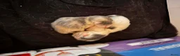 Mixed Breed cats for sale: Female kitten  in Ibstock - Advert 6