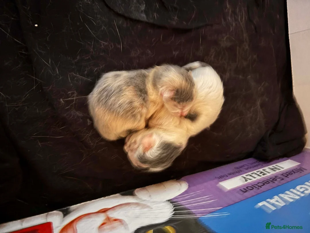 Mixed Breed cats for sale: Female kitten  in Ibstock - Advert 6