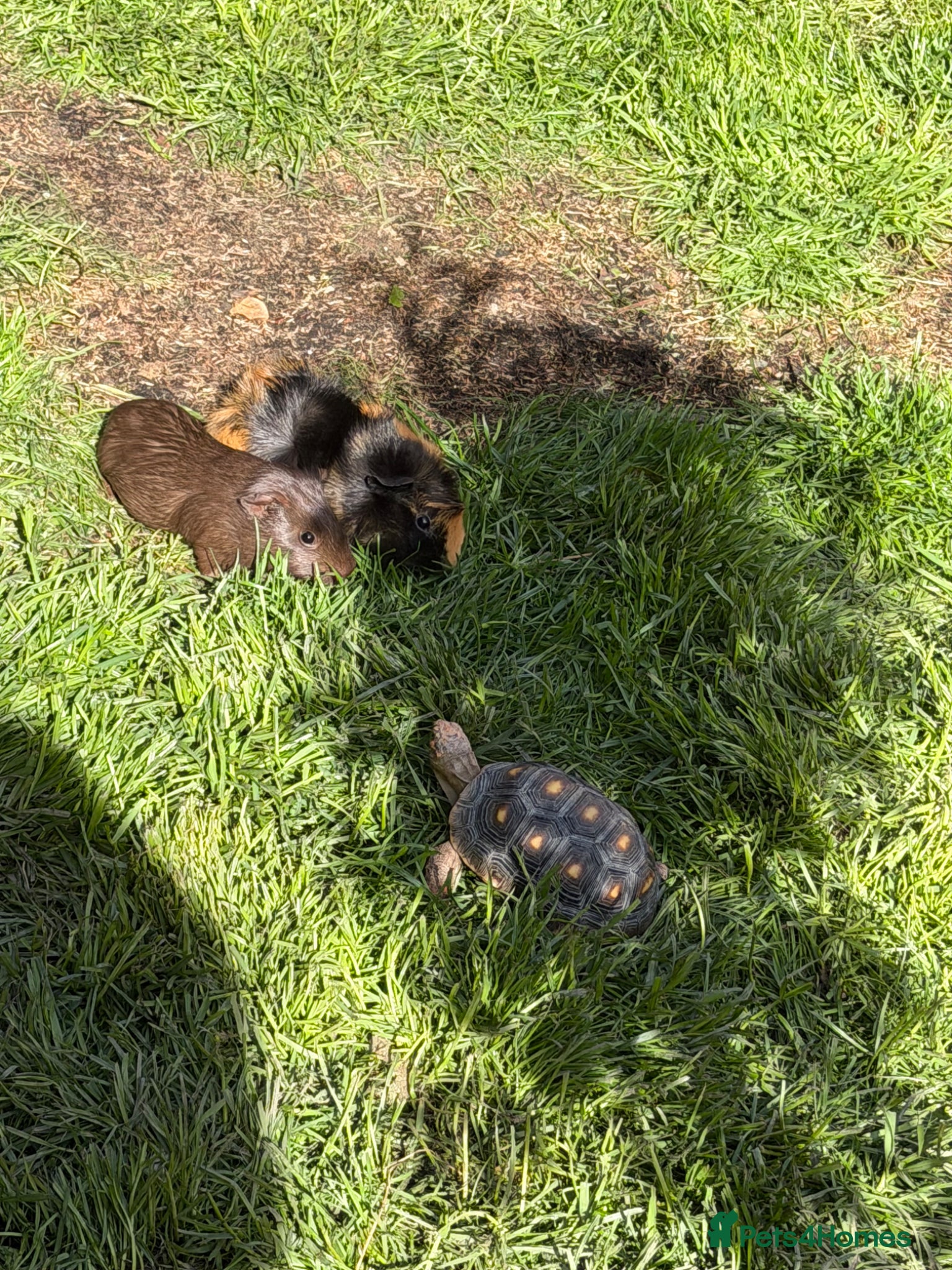 Tortoise reptiles for sale: Red foot tortoise  in Saint Leonards-on-sea - Advert 12