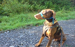 Dobermann dogs for stud: PROVEN SIRE, SON OF COME AS YOU ARE I-REX(Imp Scg) in Leeds - Image 3