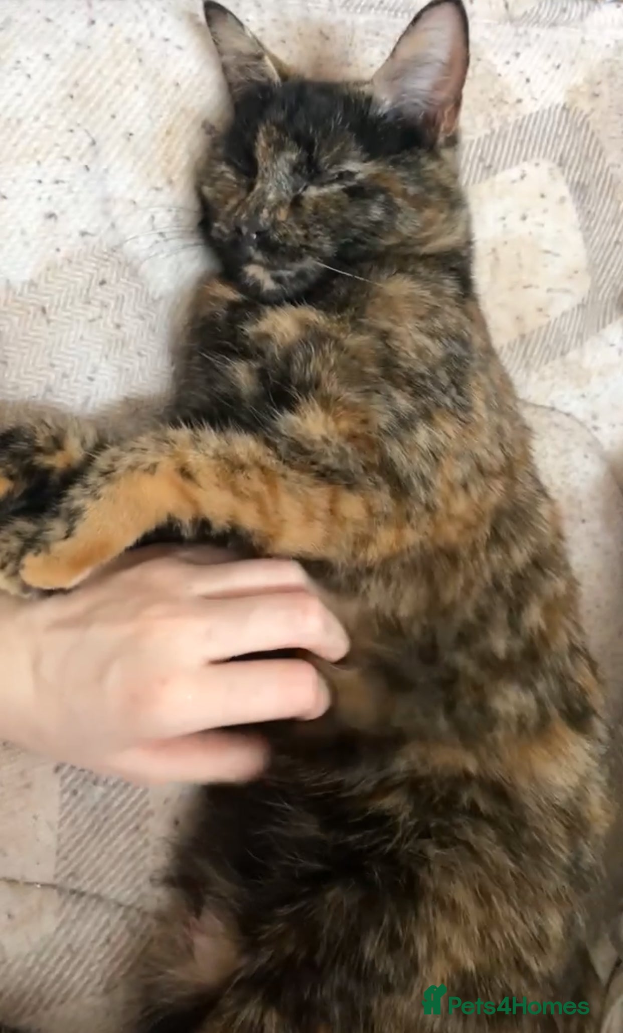 Mixed Breed cats Beautiful kittens for sale! - Advert 1