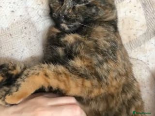 Mixed Breed cats Beautiful kittens for sale! - Advert 2