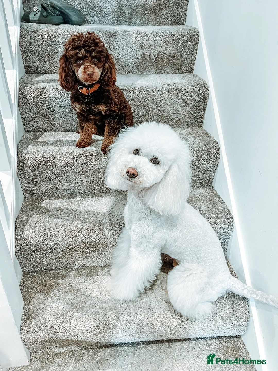 Toy Poodle dogs for stud: Stunning KC None fading Chocolate Phantom stud in Rickmansworth - Advert 8
