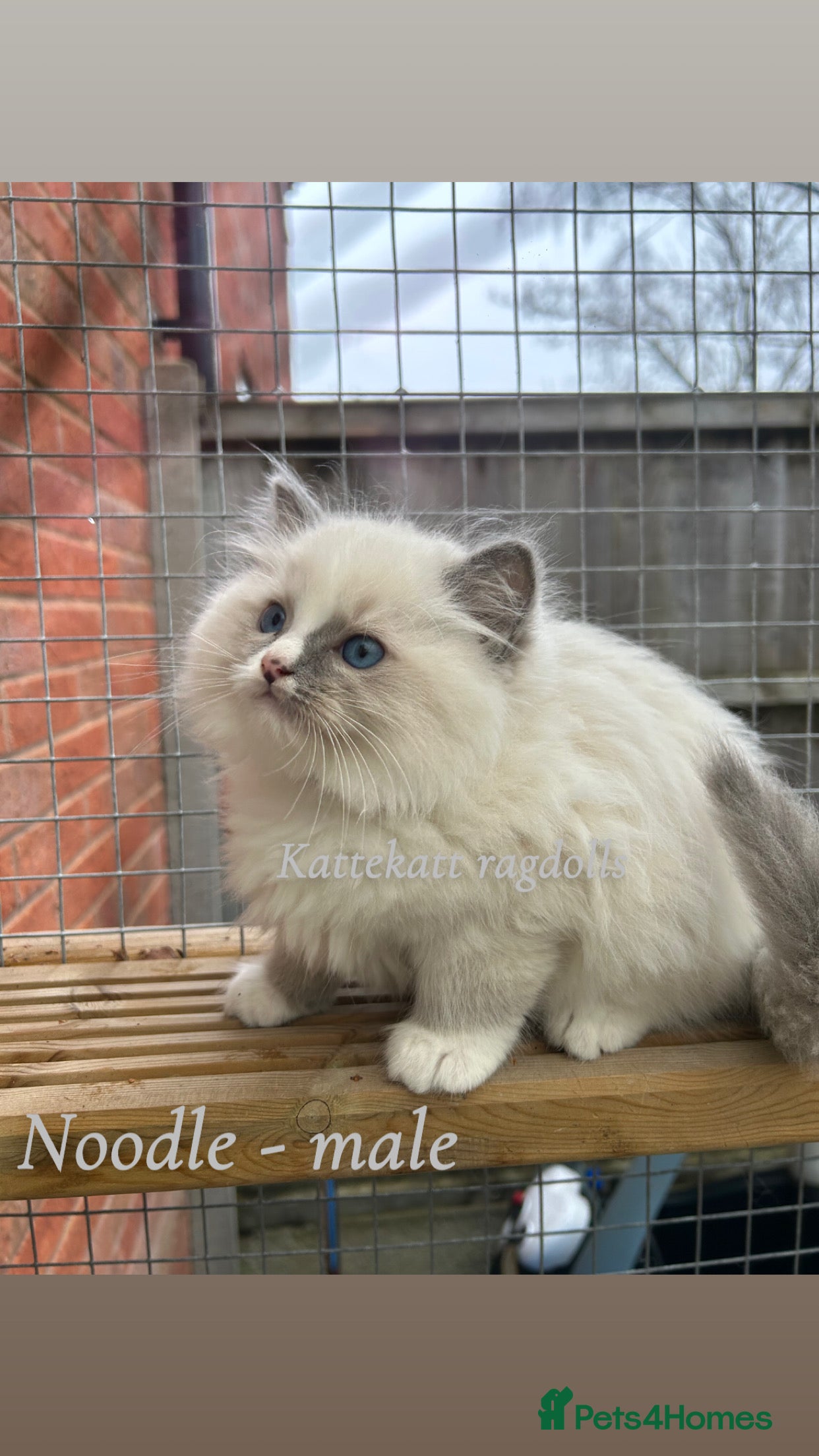 Ragdoll cats **Extra fluffy, TICA reg ragdoll baby** - Advert 3
