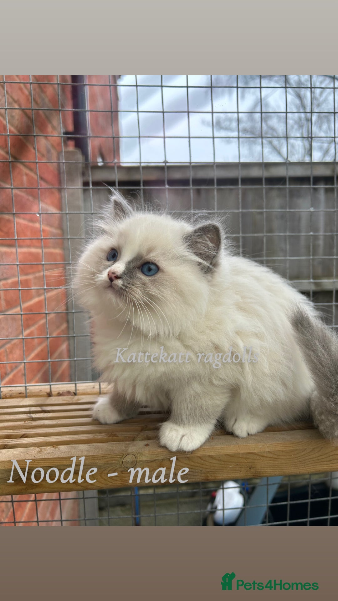 Ragdoll cats for sale: **Extra fluffy, TICA reg ragdoll baby** - Advert 1
