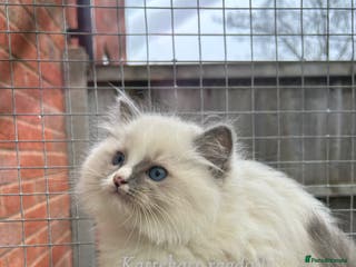 Ragdoll cats **Extra fluffy, TICA reg ragdoll baby** - Advert 1