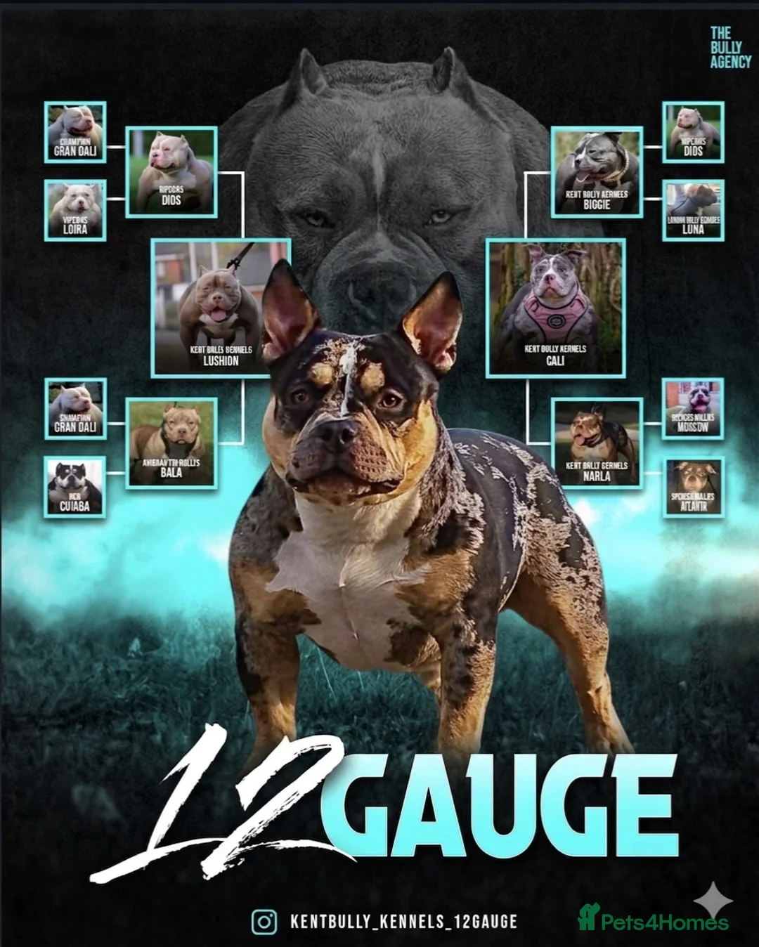 American Bully dogs for stud: Working stud in London - Advert 1