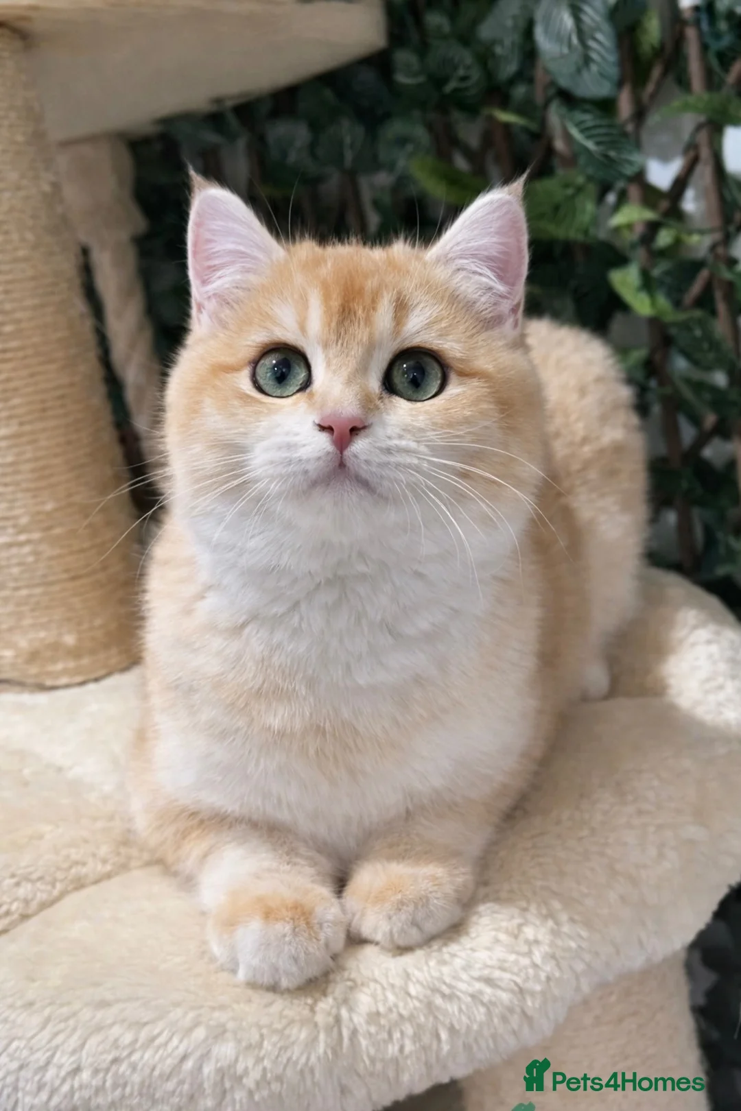 British Shorthair cats for sale: Active registered golden British shorthair NY12 - Advert 1