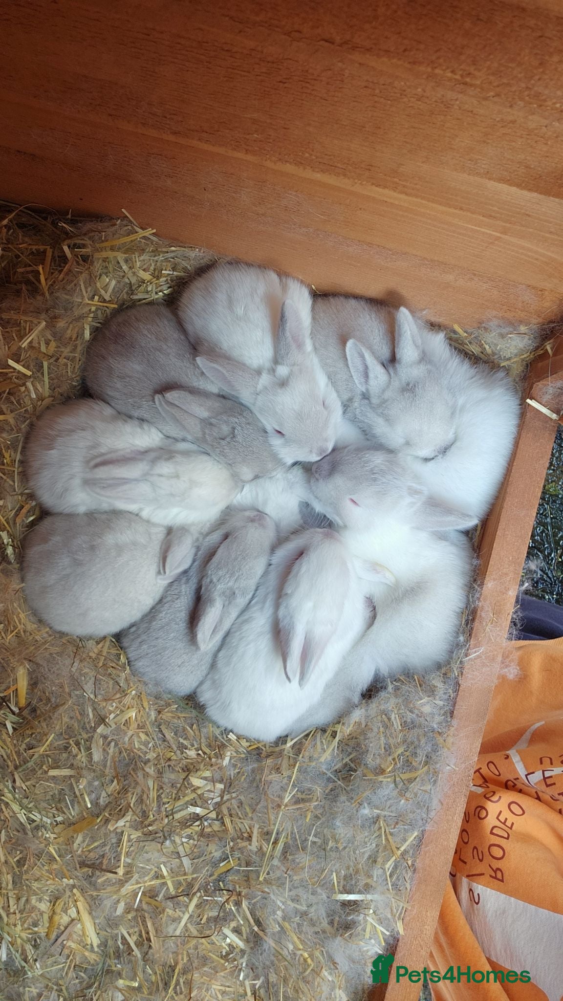 New Zealand rabbits New Zealand × Cali, Pure Cali & Rex Cross Rabbits - Advert 1