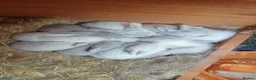 New Zealand rabbits for sale: New Zealand × Cali, Pure Cali & Rex Cross Rabbits - Advert 1