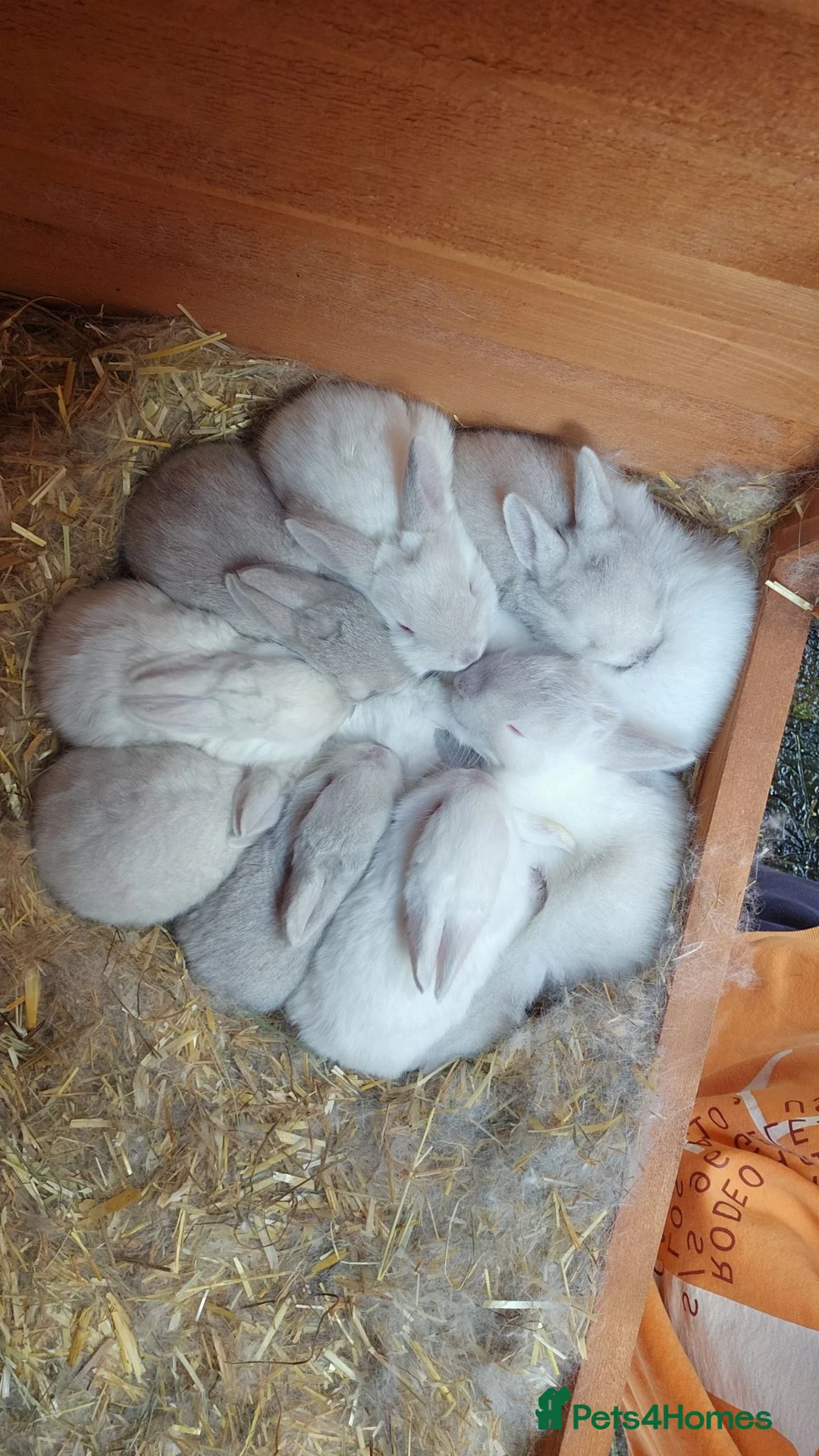 New Zealand rabbits for sale: New Zealand × Cali, Pure Cali & Rex Cross Rabbits - Advert 1