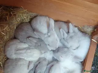 New Zealand rabbits New Zealand × Cali, Pure Cali & Rex Cross Rabbits - Advert 1