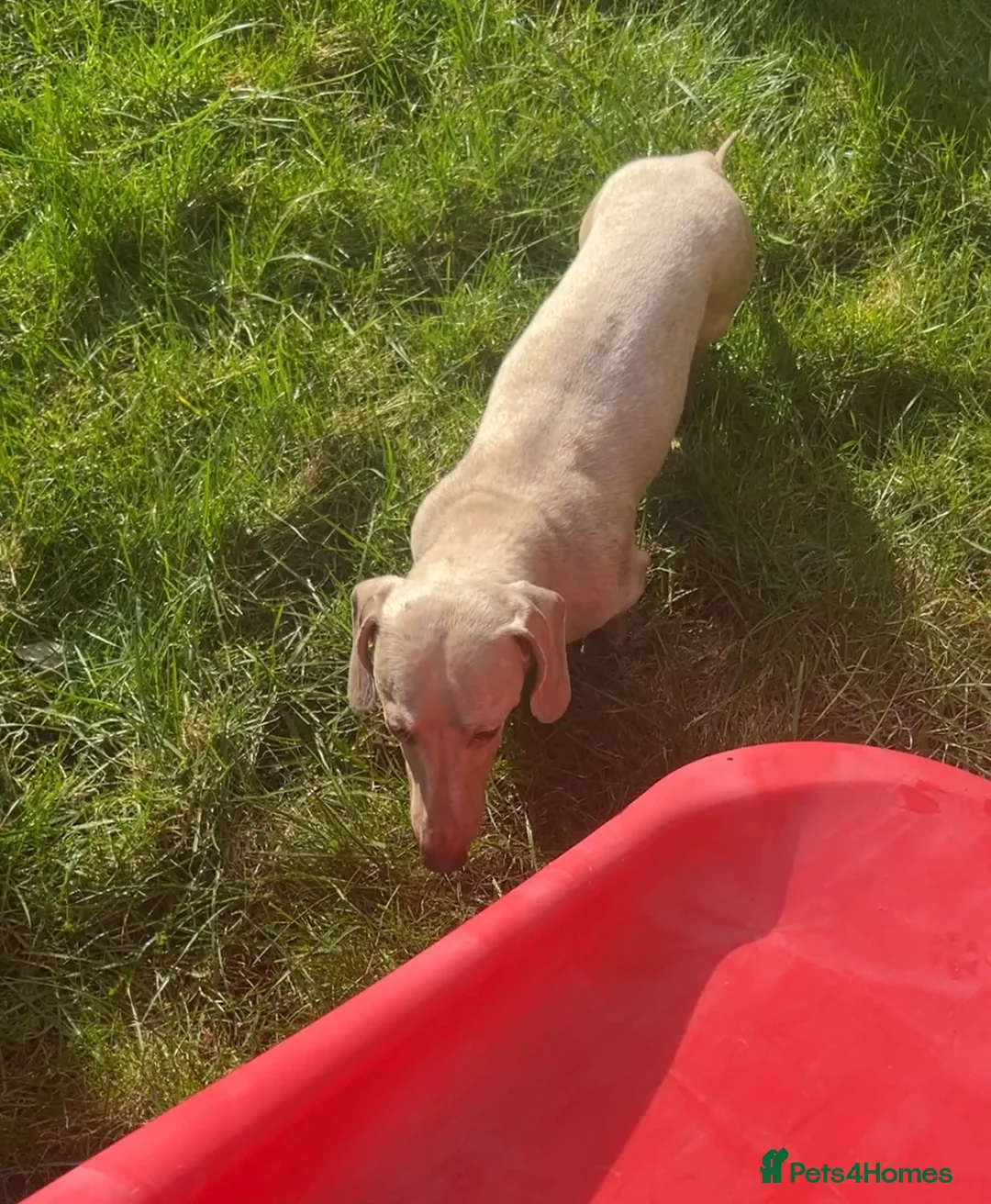 Miniature Dachshund dogs for stud: ⭐️ TRIGGER⭐️ smooth hair Isabella & Tan STUD in Mexborough - Advert 24