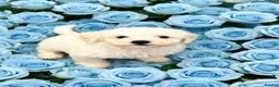 Bichon Frise dogs for sale: Pedigree Bichon Frise puppies  in Birmingham - Advert 3