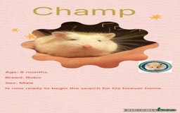 Hamster rodents for sale: Hamsters for adoption  - Image 10