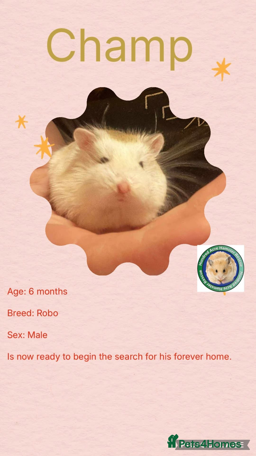 Hamster rodents for sale: Hamsters for adoption  - Image 10