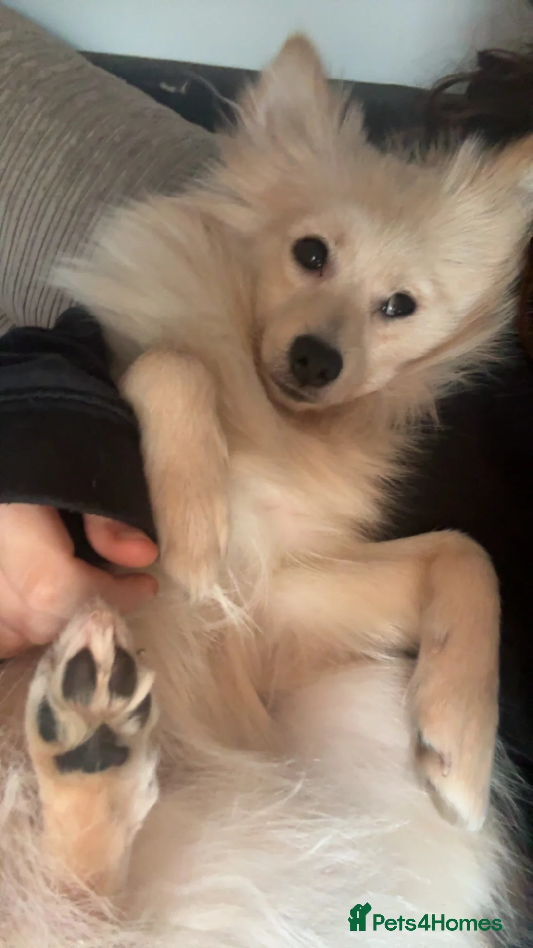 Pomsky dogs for sale: Brody - Advert 4