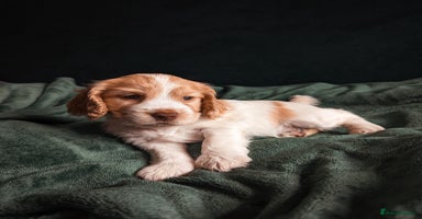 Cocker Spaniel dogs - Advert 11