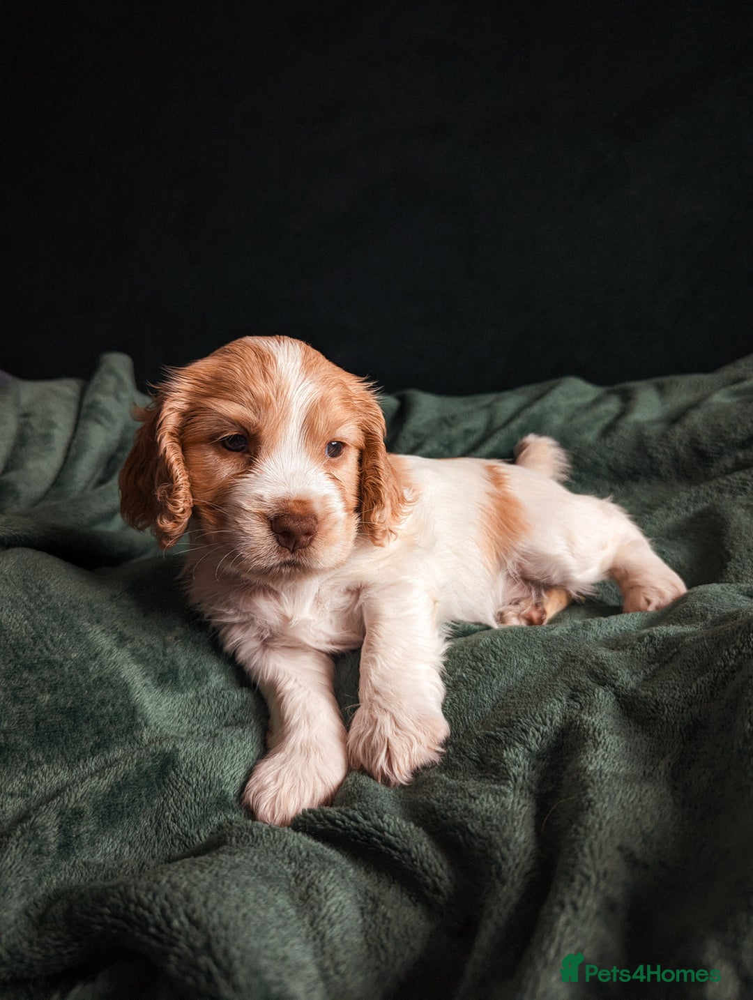Cocker Spaniel dogs for sale: ✨ Showline Cocker Spaniel puppies for sale ✨ - Image 17